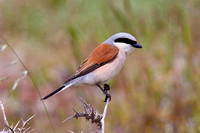 red-backed
