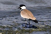 Plover Spur-winged