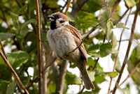 Sparrow Tree