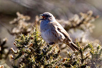 Accentor Hedge