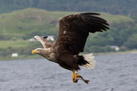 Mull with Mull Charters