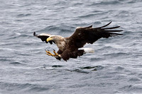 Mull with Mull Charters