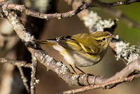 Yellow-browed